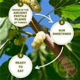 thumbnail image 3 of Happy Village Organic Dried Mulberries, Sun Dried White Mulberry, 15 oz (3 packs of 5 oz), No Added Sugar, Non-GMO and Kosher Certified, Gluten Free, 3 of 6