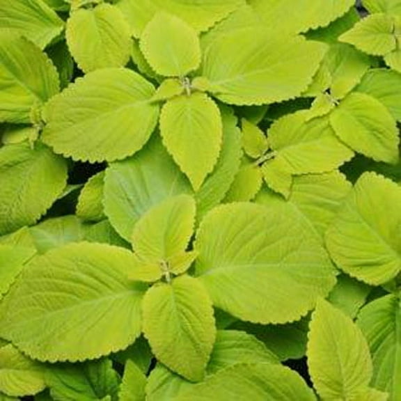 Outsidepride Coleus Versa Lime - 20 Seeds