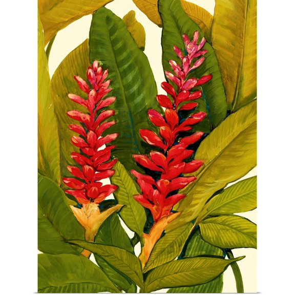 Great BIG Canvas | Rolled Tim O'Toole Poster Print entitled Tropical Red Ginger