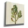thumbnail image 2 of Epic Graffiti 'Front Yard Succulent II' by Silvia Vassileva, Canvas Wall Art, 37"x37", 2 of 8