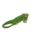 thumbnail image 3 of Décoration de Jardin Statue de Lézard Iguane, 3 of 4