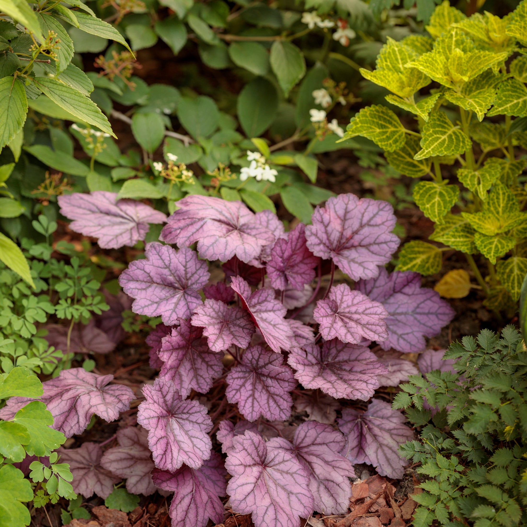 Proven Winners 6" Purple Primo 'Wild Rose' Coral Bells Live Plant in 6.5" Pot