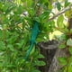 thumbnail image 4 of Ganfancp Corbata Decorativa para Plantas Tornillo Forma de Lagarto Soporte Reutilizable para Trepar a Los Árboles Ofertas Del Día Sólo En Línea 5 Lazos de Lagarto Gordo de Jardín, 4 of 7