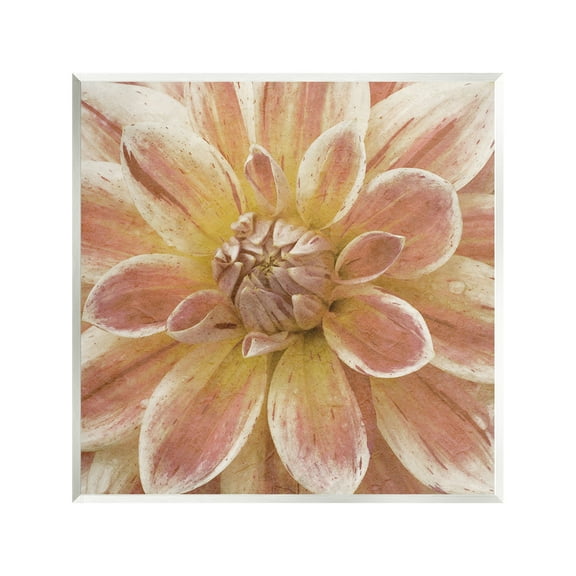 Stupell Industries Blooming Petals Close Up Botanical & Floral Painting Unframed Art Print Wall Art, 12 x 12