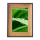 thumbnail image 1 of Planta de hojas verdes Foto Naturaleza Marco de imagen marco de escritorio, 1 of 4