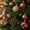 A, variant on 62PCS Champagne Gold Christmas Ball Ornaments Set Shatterproof Xmas Tree Decorations Baubles