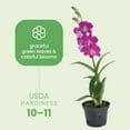 thumbnail image 6 of American Plant Exchange Orchid Dendrobium, 4-Inch Pot, Water Once Per Week, Medicinal, Flowering Houseplant, Growers Pick Color, 6 of 9
