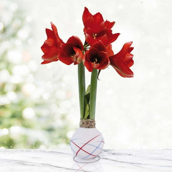 Holland Bulb Farms Sparkler Waxed Amaryllis Flower Plant Bulbs, Real Live Flowers Sunlight