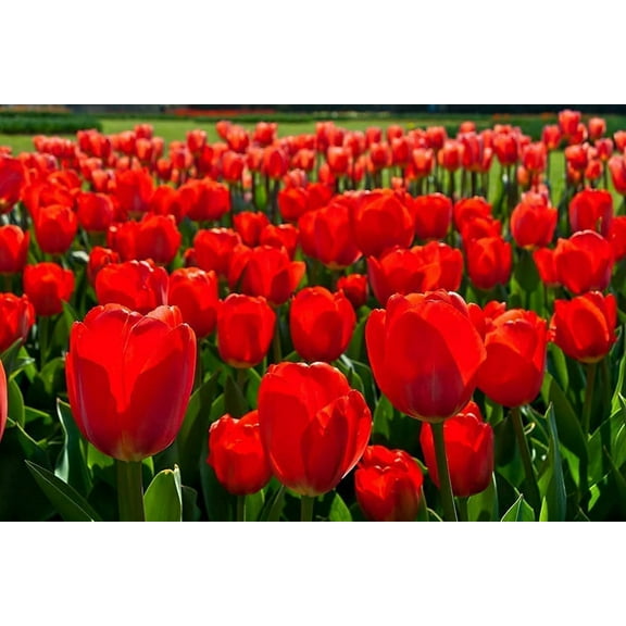 50 Fresh Red Tulip Bulbs for Planting