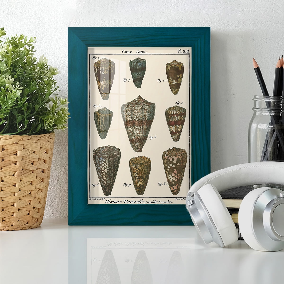 Cone Shell pl. 318 -Framed Print w/glass-Ocean Blue
