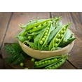 thumbnail image 5 of 50 Seeds SUGAR ANN PEA Stringless Sweet Green Snap Pisum Sativum Vegetable Seeds, 5 of 11