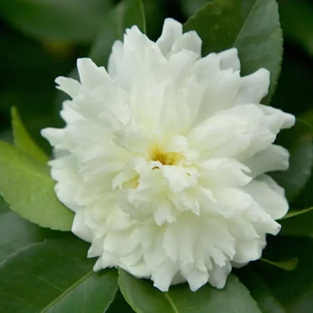Pixies Gardens October Magic Ivory Camellia 5 Gallon
