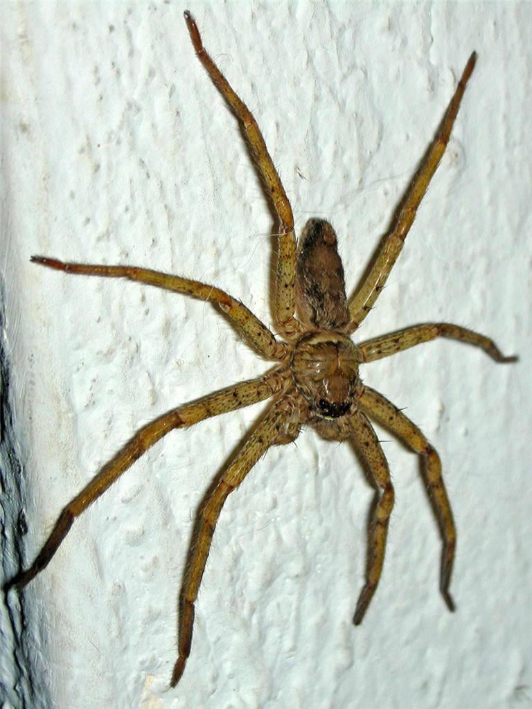 creepy crawlers bug