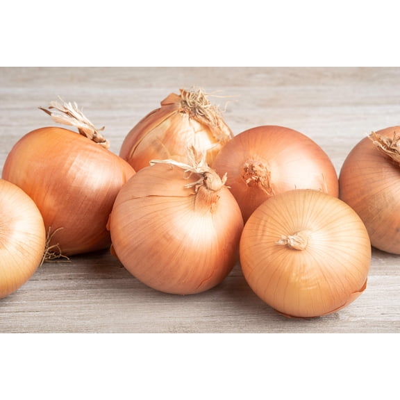 400 *Seeds Texas EARLY GRANO ONION Large Sweet Yellow Allium Cepa Vegetable Seeds