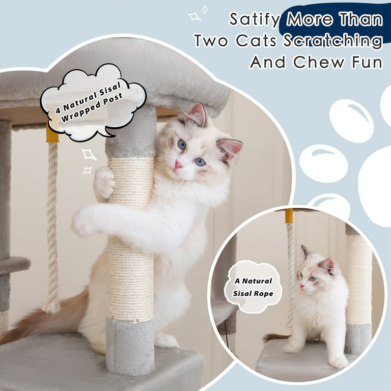 family cats　0618 tinkertoyOL29_645.jpg