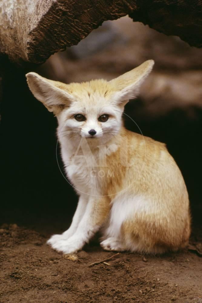 Fennec Fox Sitting, Animals Unframed Photographic Print Wall Art Sold