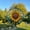 Size 4inch, variant on Sunflower Stained Glass Style Wall and Window Decoration, Sun Catcher Wall Art, Indoor Decor, Sunflower Decor, Window Hanging