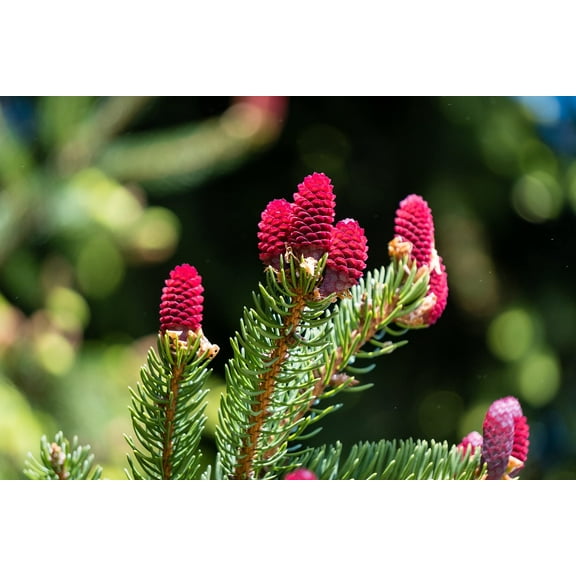 CZ Grain 30 Red Spruce Tree Seeds, Picea Rubens