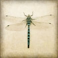 thumbnail image 2 of Melious, Amy 26x26 Gold Ornate Wood Framed with Double Matting Museum Art Print Titled - Dragonfly I, 2 of 4