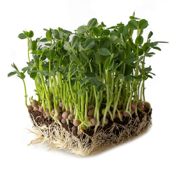 Arivka Pea Garden Seeds - 25 g Packet ~130 Seeds - Non-GMO Green Pea Seeds - Cover Crop - AKA: Arivka Field Pea