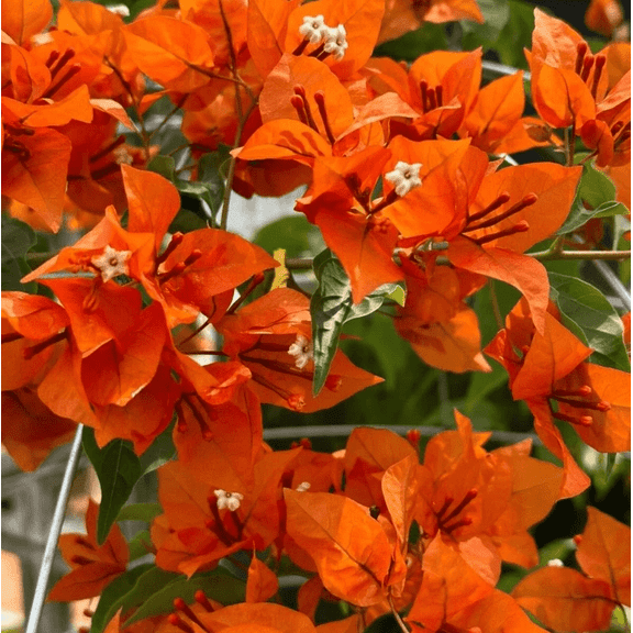 Pack 2 Sundown Orange Bougainvillea Tree Live Plants Paperflower Bougainvillea Vine 4-6 Inch Tall