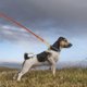 thumbnail image 3 of Adjustable Nylon Dog Leash Ideal For Backyard And Beach Use 20M Size In Coffee Color For Puppies And Small Dogs 1Pcs, 3 of 5