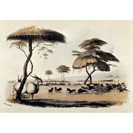 Hunting At Meritsane Nsouth Africa Lithograph 1841 After Sir William Cornwallis Harris Rolled Canvas Art -  (24 x