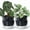Black, variant on GYA 4 Inch Design Self Watering Planter for Indoor Plants, Blue Terracotta Pot with Cylinder Glass Cup, Set of 2, 37-Y-A-4