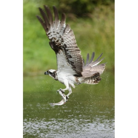 Osprey (Pandion Haliaetus) Flying Above a Pond with a Fish Grasped in its Talons Print Wall Art By Garry