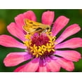 thumbnail image 2 of Richardson, Larry 18x15 White Modern Wood Framed Museum Art Print Titled - A skipper lands on a zinnia flower, 2 of 4