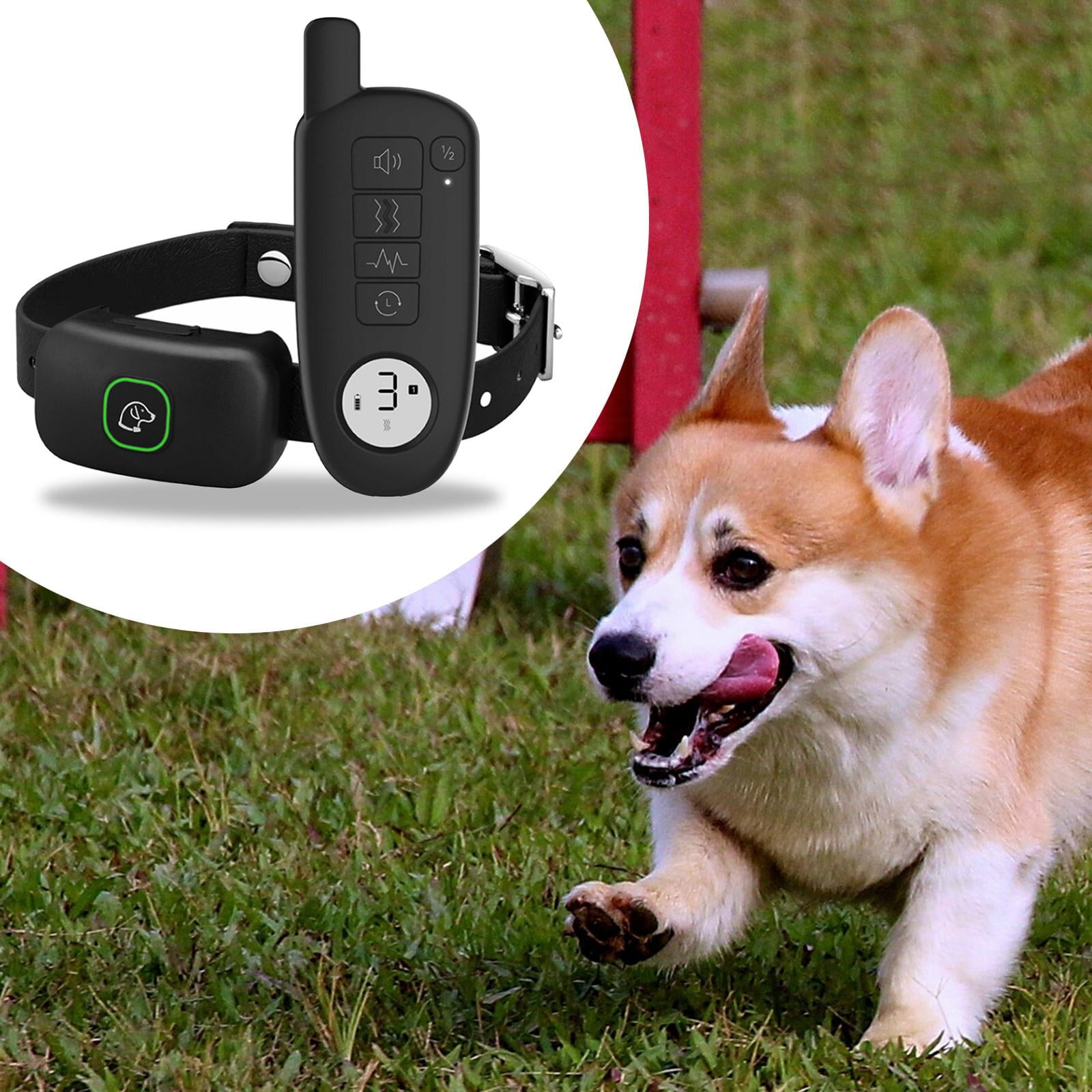 Dog zap collar remote online