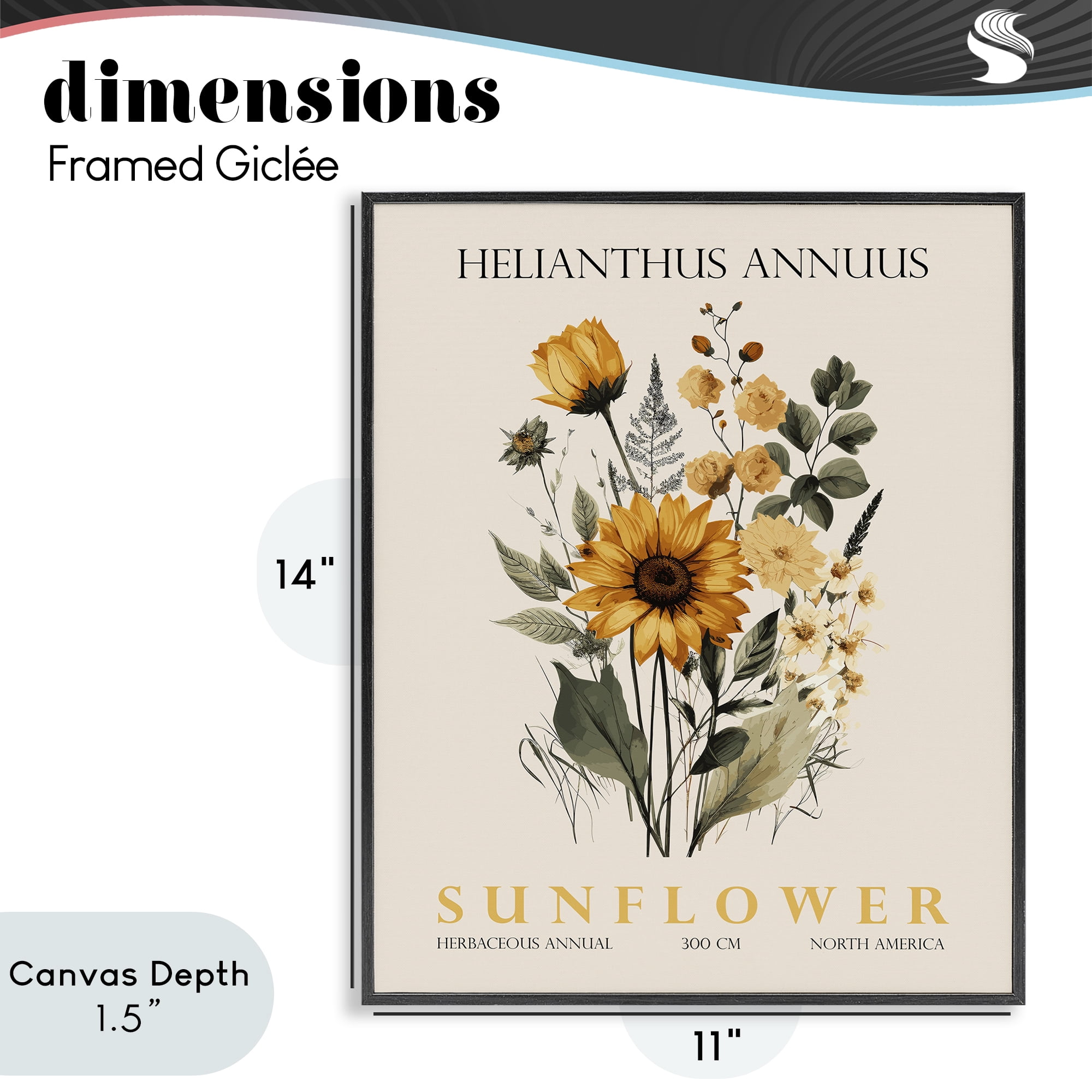 Stupell Industries Natural Sunflower Bundle Black Framed Giclee Art, design by Christopher Giampietro