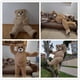 thumbnail image 4 of Disfraz de mascota de oso bailarín, disfraz de cosplay, disfraz de muñeco de dibujos animados, oso de peluche, oso cachorro, oso divertido para fiesta de Halloween, 4 of 5