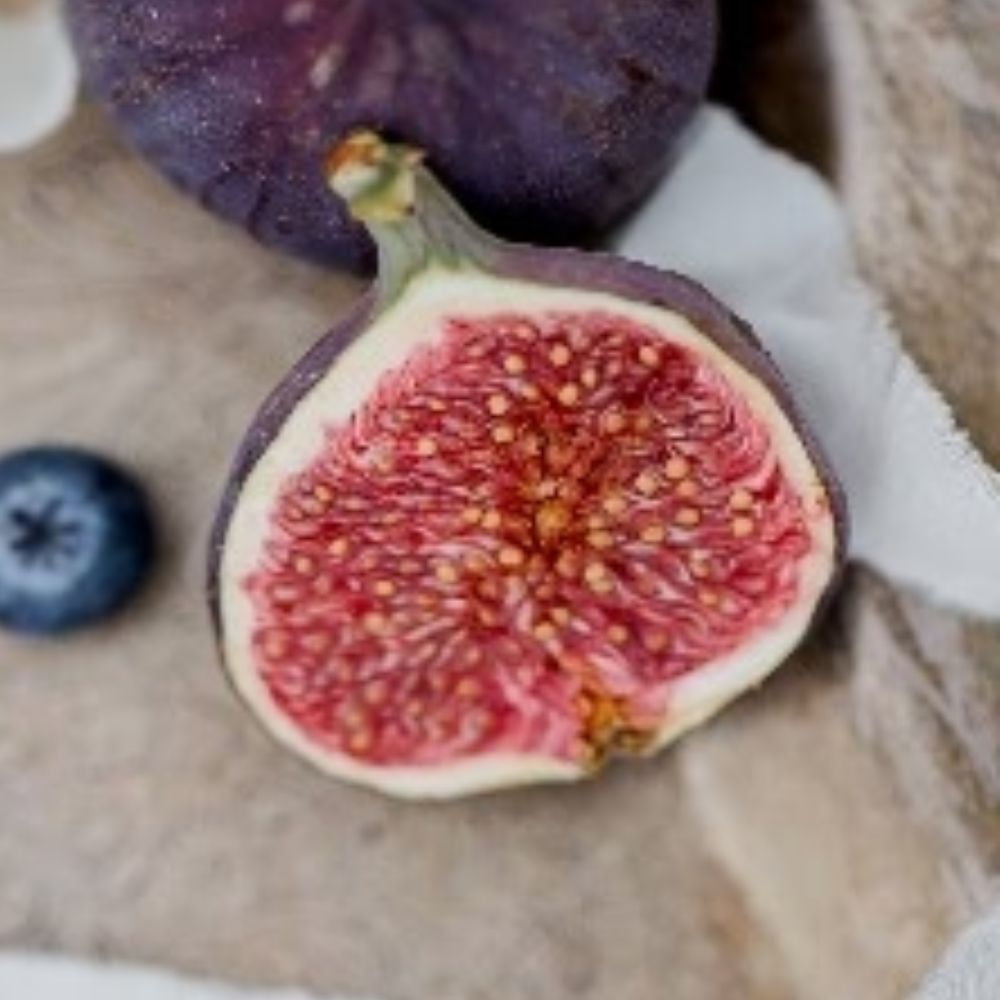Expert Gardener 2-3 ft. tall Texas Everbearing Fig Live Tree in 5-Gallon Grower Pot