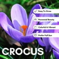 thumbnail image 4 of Ruby Giant Crocus Bulbs for Planting - Perennial Garden Flowers (20 Bulbs), 4 of 8
