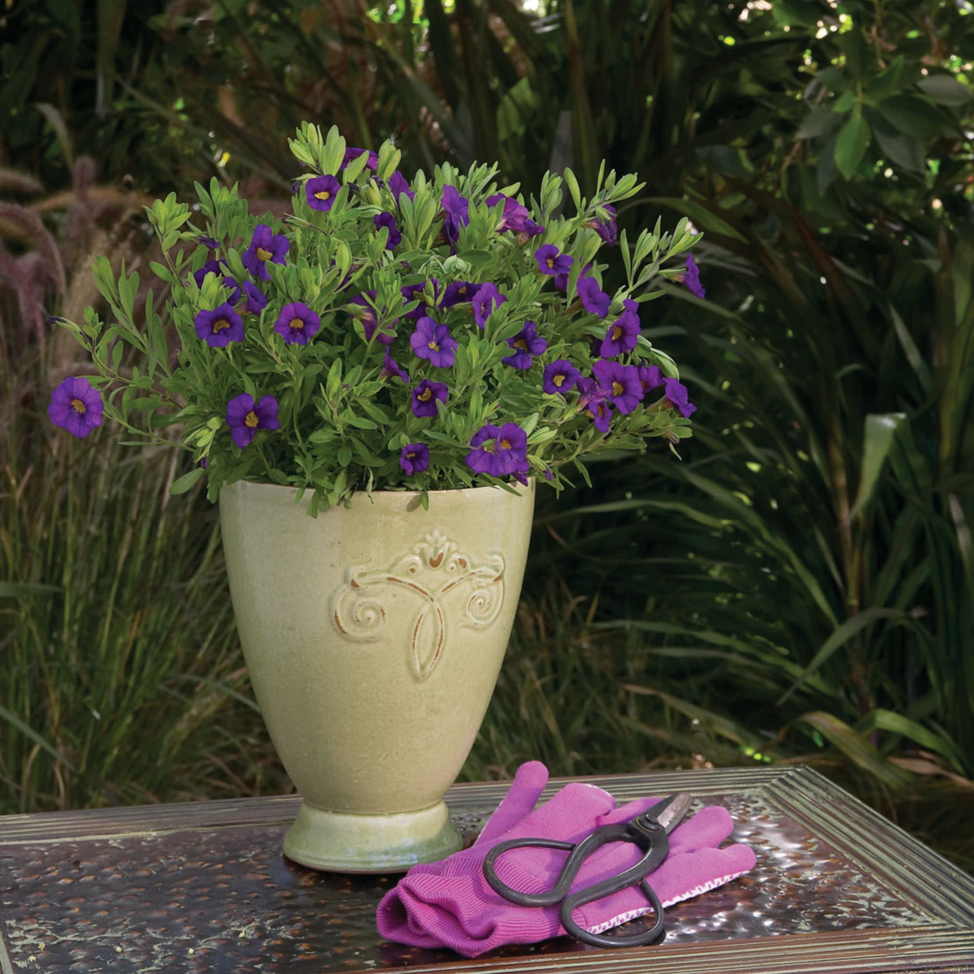 Proven Winners 4" Superbells Blue Calibrachoa Live Plant in 4.25" Pot (4 Count)