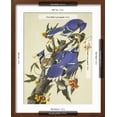 thumbnail image 5 of Art.com Blue Jay Art Print by John James Audubon, Brown Frame Wall Art, 17" x 21", 5 of 5
