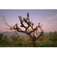 thumbnail image 2 of Intarob, Sarawut 18x13 White Modern Wood Framed Museum Art Print Titled - Ethiopian Suri Tribes, 2 of 4