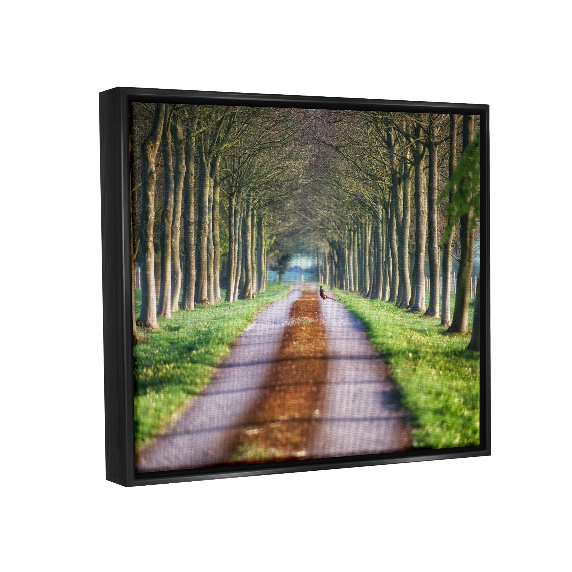 Stupell Industries Aligned Trees Along Orchard Path Nature Tunnel Photograph Luster Gray Floating Framed Canvas Print Wall Art, Design by James Dobson