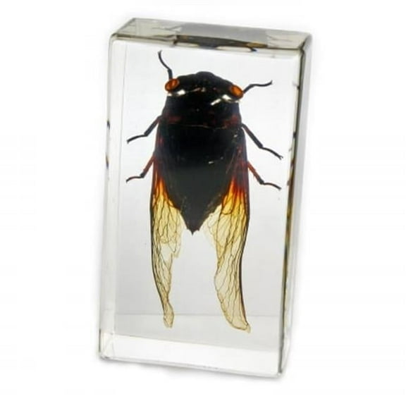 ED SPELDY EAST PW205 Paperweight  Medium  Cicada