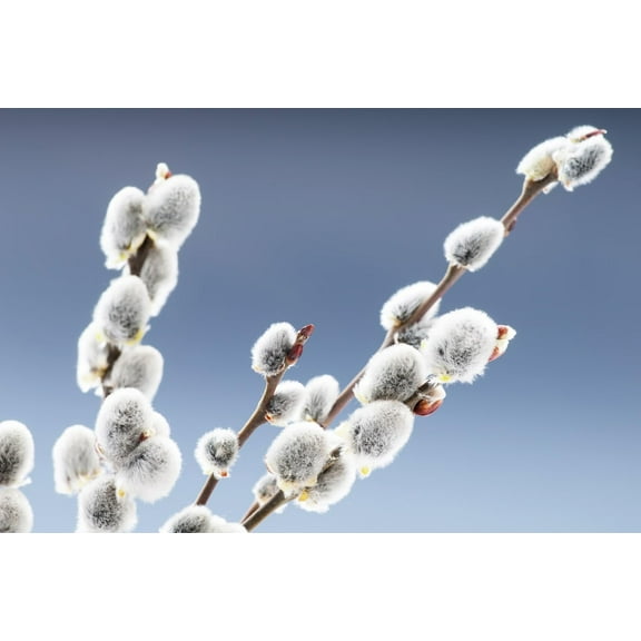 American Pussy Willow Tree Cuttings to Plant - Grow Stunning Catskin Willow Trees (2 Cuttings)