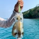 thumbnail image 4 of Calamar Jig Pesca Señuelo Gancho Pulpo Cebo Duro Artificial (Verde Luminoso 8 Garra), 4 of 5