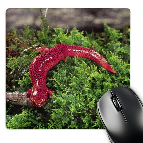 3dRose, Black-chin Red Salamander lizard, Georgia - NA02 DNO0002 - David Northcott, MousePad
