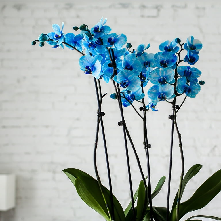 Just Add Ice 16-30" Watercolor Blue Premium Orchid Duo Live Plants in 10"  White Dot Ceramic Planter, House Plant - Walmart.com