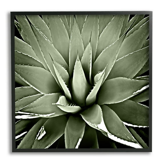 Stupell Industries Succulent Plant Lush Leaves Botanical & Floral Painting Black Framed Art Print Wall Art