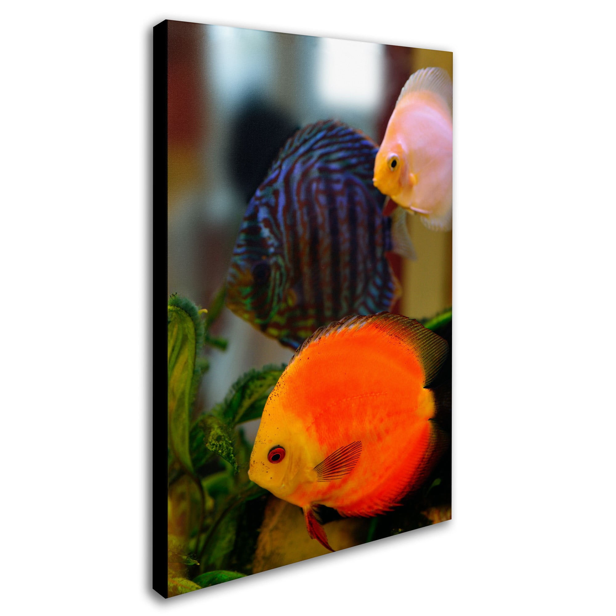 Trademark Fine Art "Multi-colored Discus" Canvas Art by Kurt Shaffer