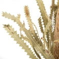 thumbnail image 4 of Vickerman 12" Natural Banksia Flower. Includes 25 Stems per Pack. Dried, 4 of 6