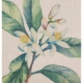thumbnail image 4 of SARO 5203.N18S 18 in. Square Floral Design Throw Pillow with Citrus Print - Natural, 4 of 5