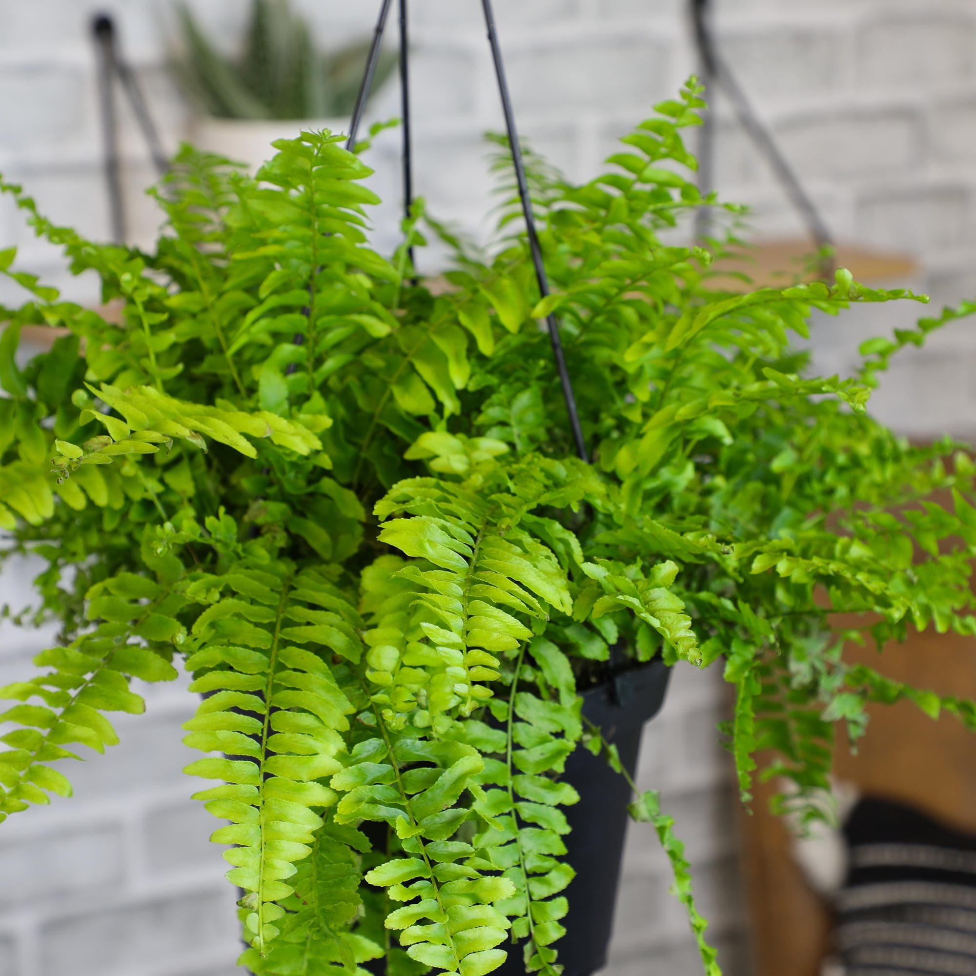 Element by Altman Plants 6in Boston Fern