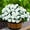 White, variant on NOGIS Artificial Fake White Flowers Plants for Outdoor Outside Winter Christmas, Faux Silk Camellia UV Resistant Realistic for Front Door Porch Patio Balcony Garden Yard Decor, 5 Bundles